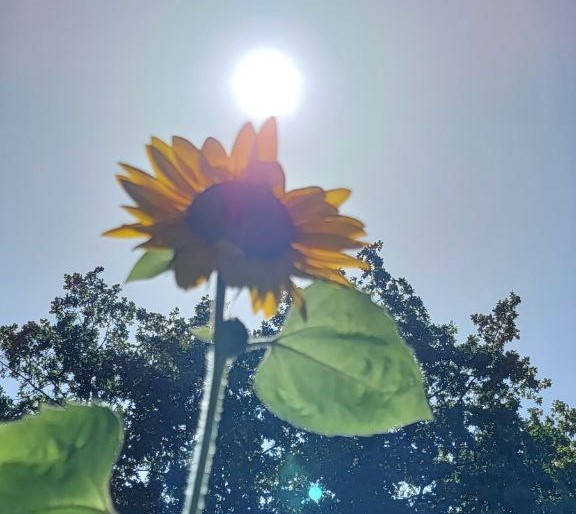 Sonne und Sonnenblume Rosmarie Gantenbein