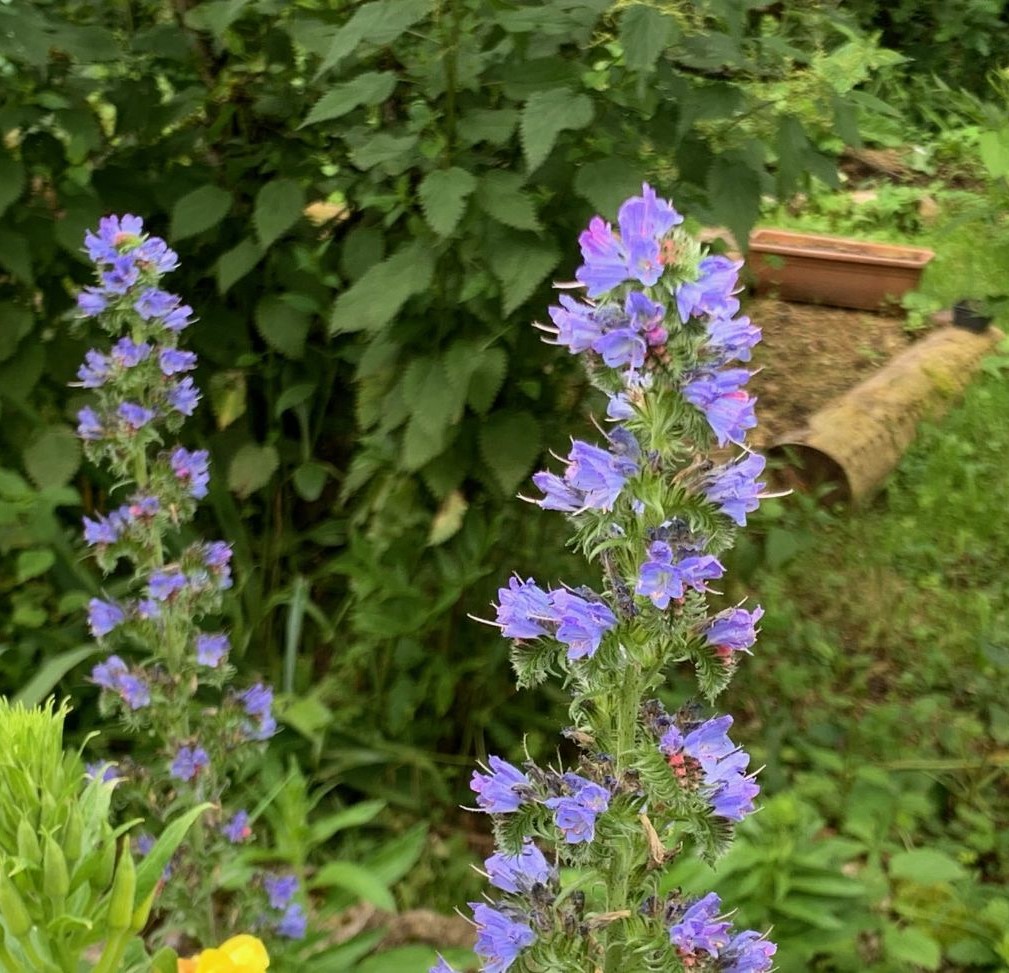 Natternopf als wertvolle Bienenpflanze Permakultur