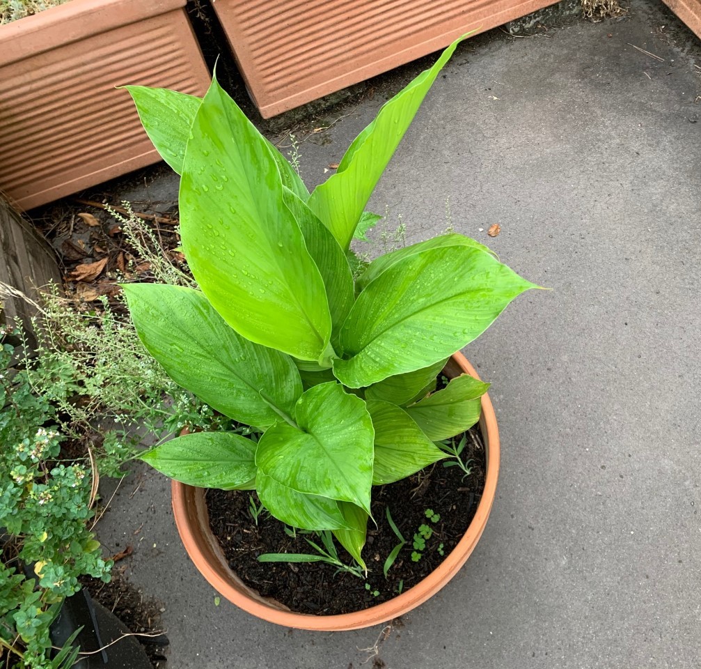 Kurkuma im Bio-Garten Körpertherapie