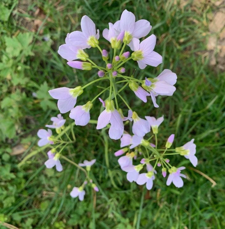Wildkräuter unterstützen eine Darmsanierung Körpertherapie