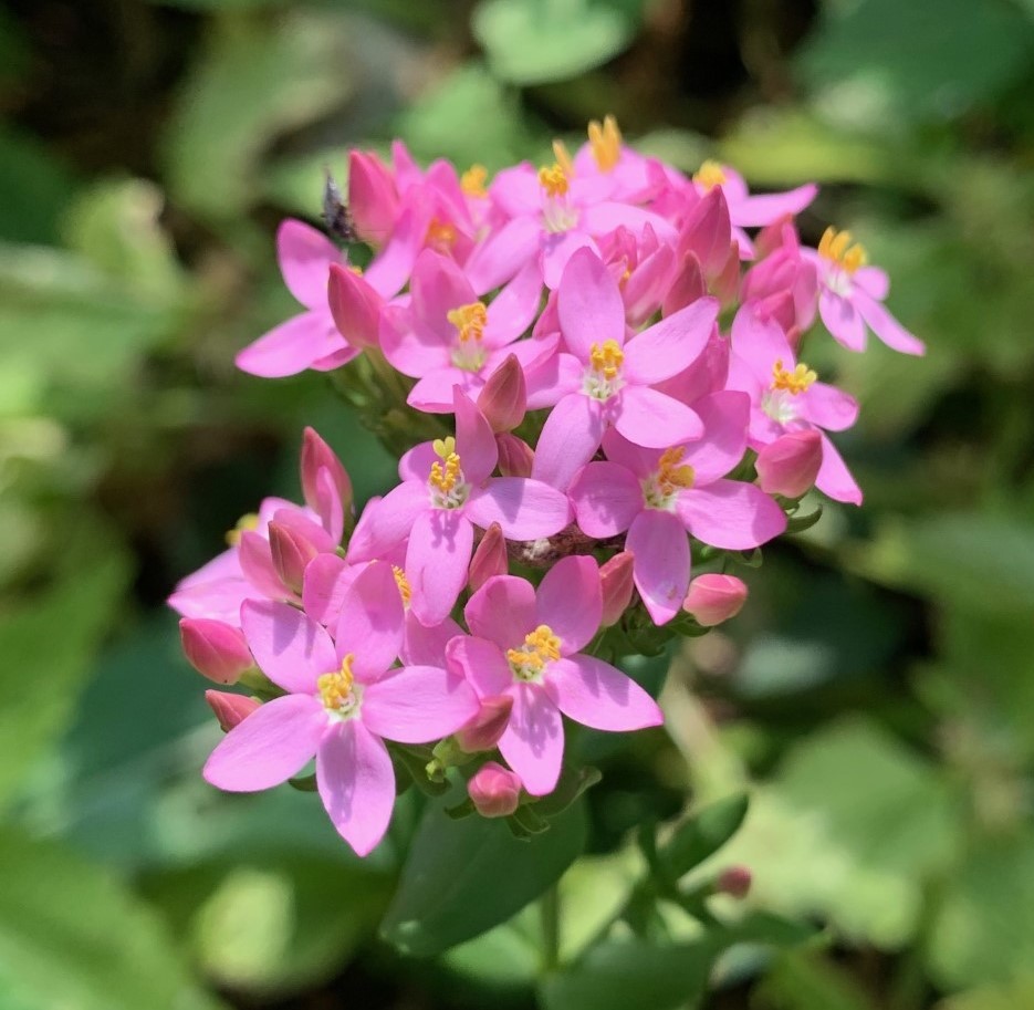 Das Tausendgüldenkraut Körpertherapie