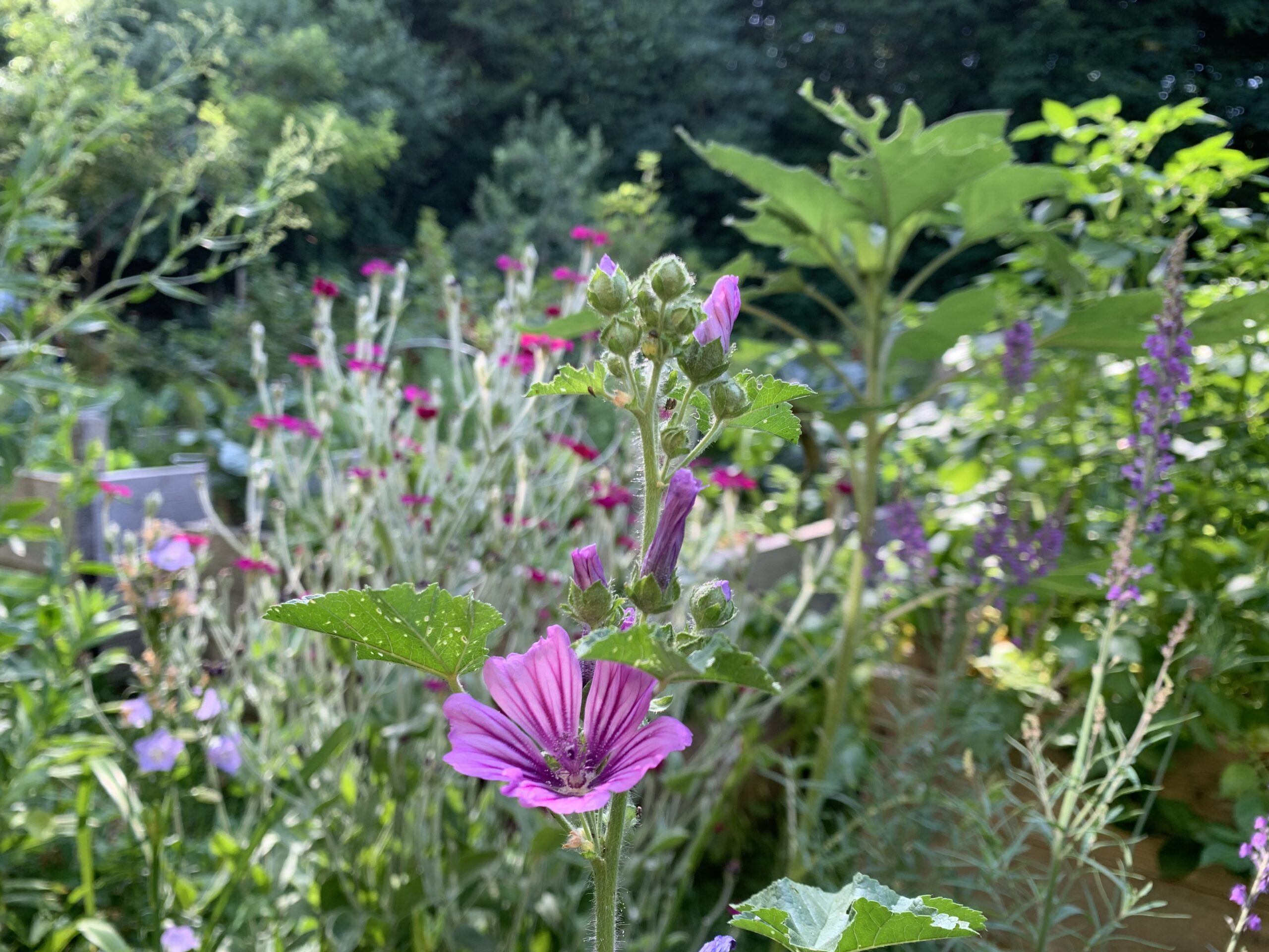 Biodiversität fördern für unsere Insekten Rosmarie Gantenbein
