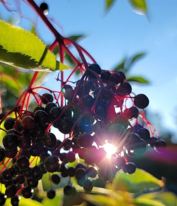 Holunderbeeren im Herbst Rosmarie Gantenbein